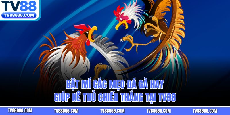 Bật Mí Các Mẹo Đá Gà Hay Giúp Kê Thủ Chiến Thắng Tại TV88