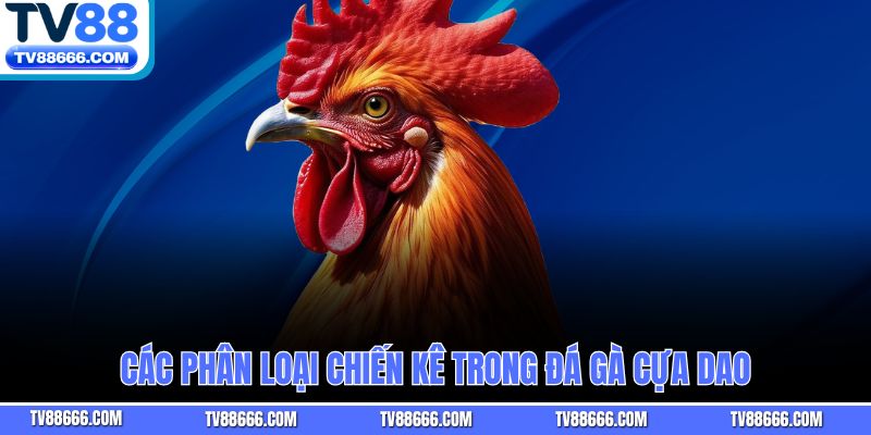 Các phân loại chiến kê trong đá gà cựa dao