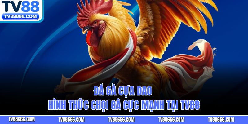 Đá Gà Cựa Dao - Hình Thức Chọi Gà Cực Mạnh Tại TV88