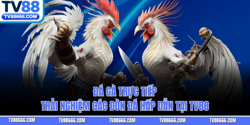 Đá Gà Trực Tiếp – Trải Nghiệm Các Đòn Đá Hấp Dẫn Tại TV88