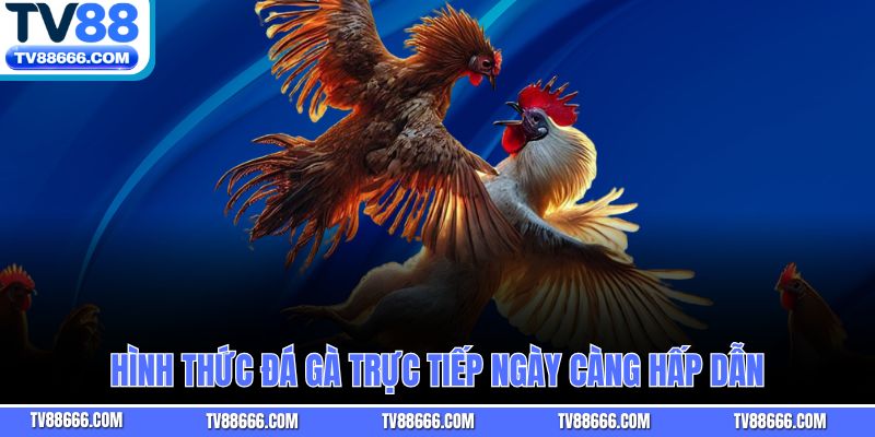 Hình thức đá gà trực tiếp ngày càng hấp dẫn