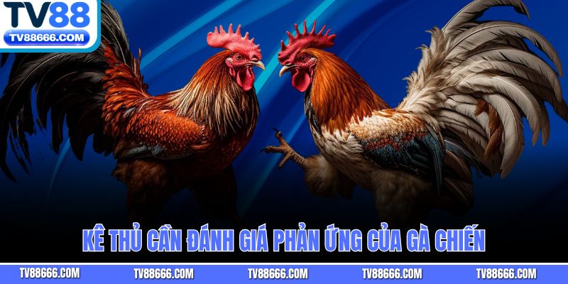 Kê thủ cần đánh giá phản ứng của gà chiến
