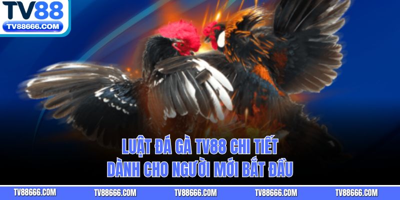 Luật Đá Gà TV88 Chi Tiết Dành Cho Người Mới Bắt Đầu