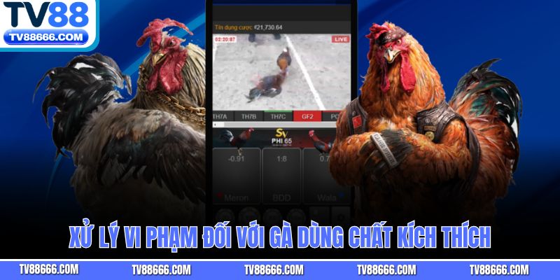 Xử lý vi phạm đối với gà dùng chất kích thích